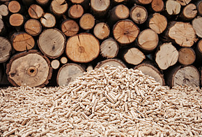 Holzpellets vor Holzstämmen